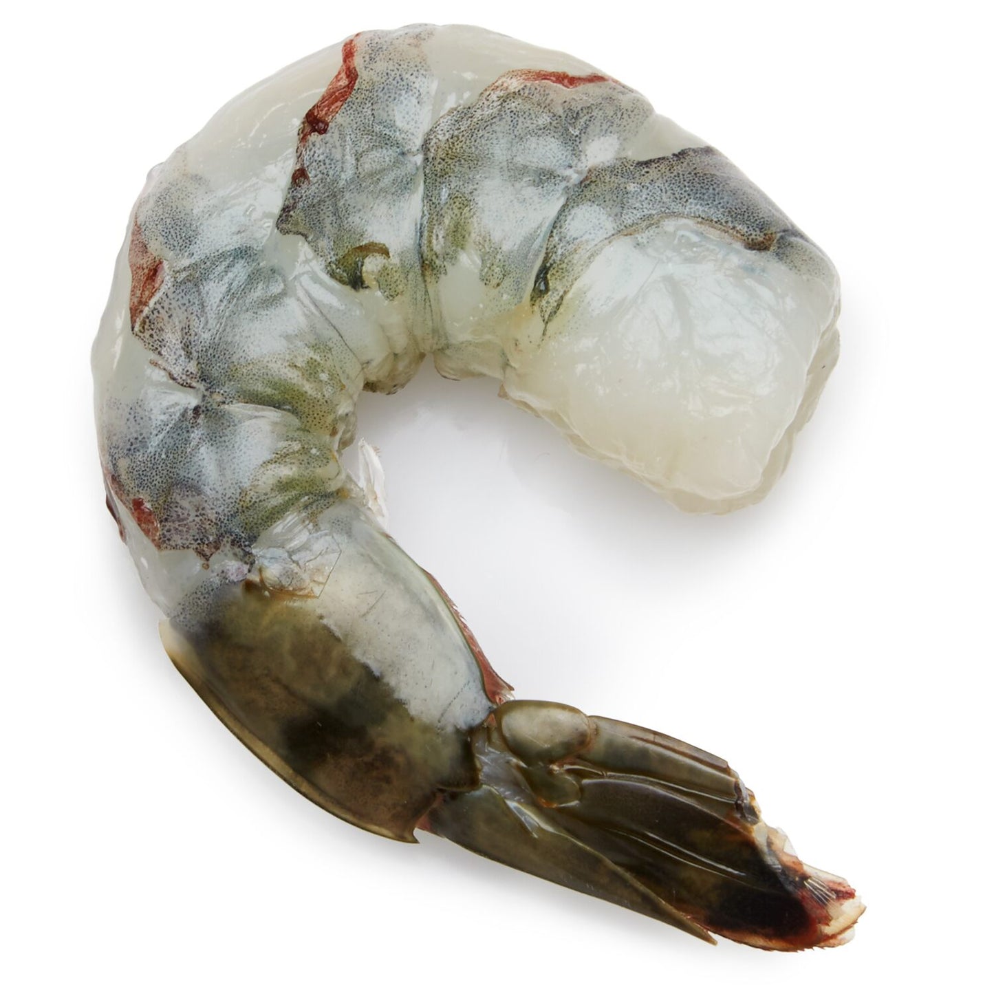 Shrimps 8/12